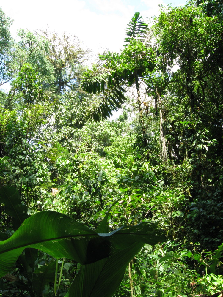 Lokation: Costa Rica | Puntarenas | Sirena | Kategorien: Vegetation, Datum: 29.01.2010