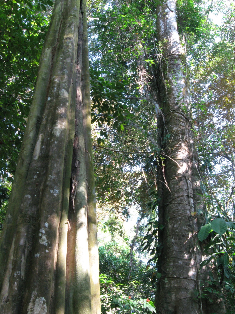 Lokation: Costa Rica | Puntarenas | Sirena | Kategorien: Baum, Datum: 30.01.2010