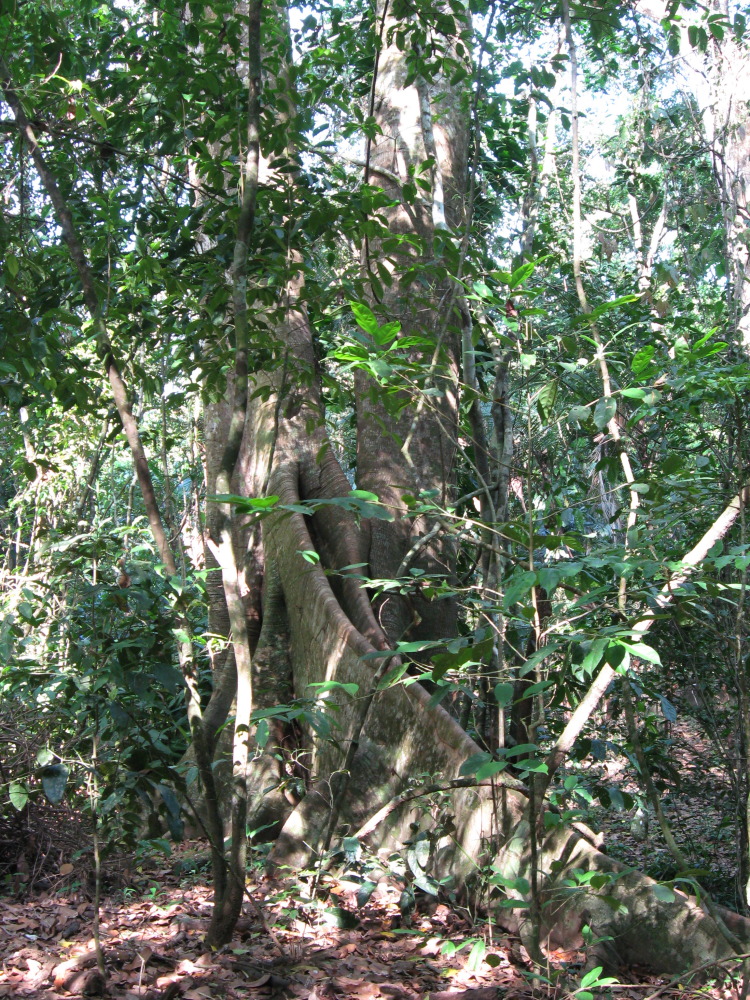 Lokation: Costa Rica | Puntarenas | Sirena | Kategorien: Baum, Datum: 30.01.2010