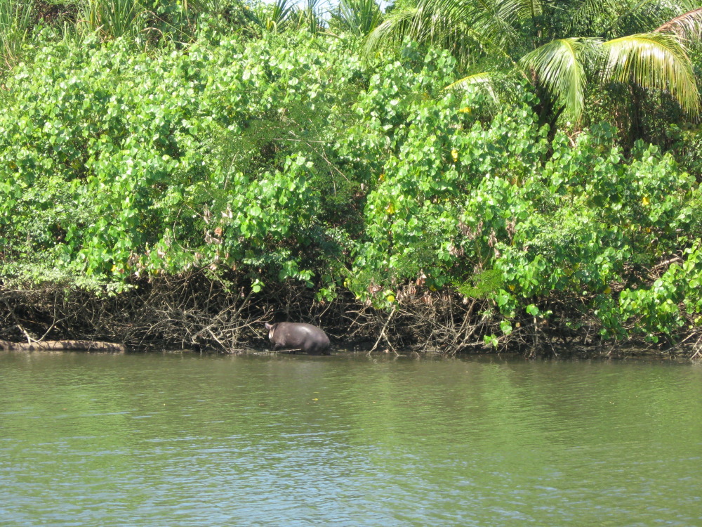 Tapirus bairdii, Lokation: Costa Rica | Puntarenas | Sirena | Kategorien: Säugetiere, Familie: Tapiridae (Tapire), Datum: 30.01.2010