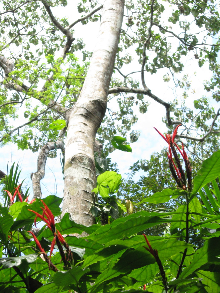 Lokation: Costa Rica | Puntarenas | Sirena | Kategorien: Vegetation, Datum: 30.01.2010