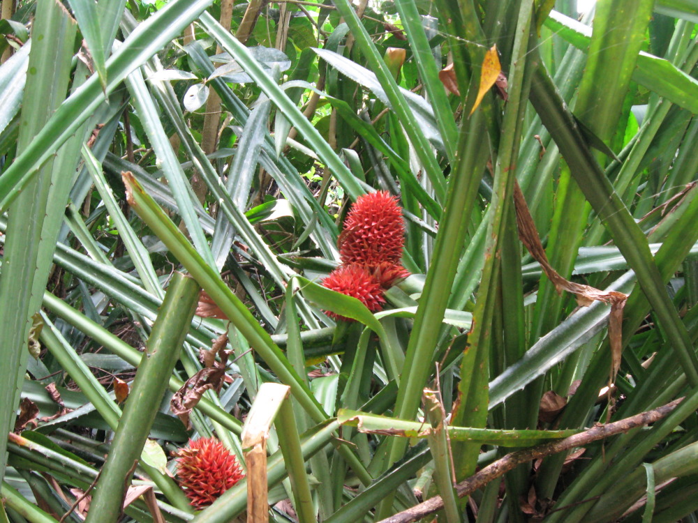 Aechmea magdalenae, Lokation: Costa Rica | Puntarenas | Sirena | Kategorien: Früchte, Familie: Bromeliaceae (Ananasgewächse ), Datum: 30.01.2010
