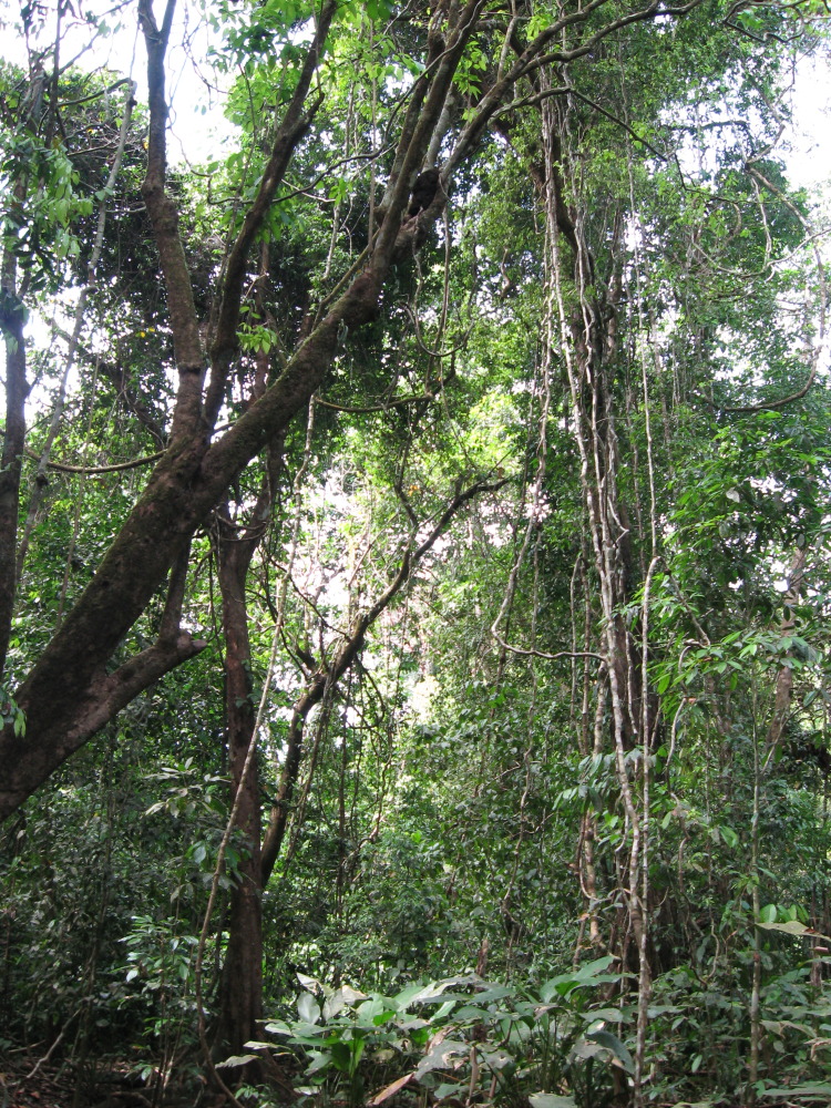 Lokation: Costa Rica | Puntarenas | Sirena | Kategorien: Wald, Datum: 30.01.2010