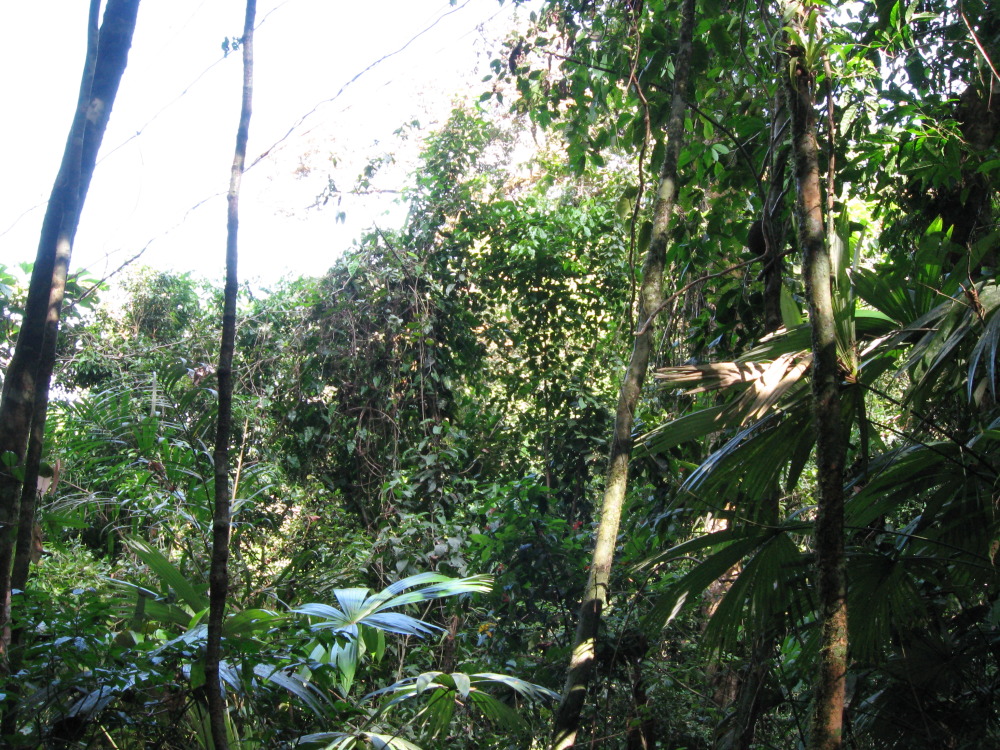 Lokation: Costa Rica | Puntarenas | Sirena | Kategorien: Wald, Datum: 31.01.2010
