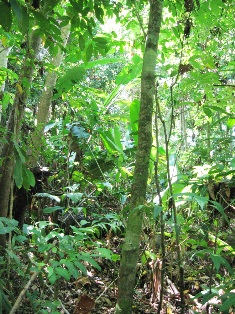 Lokation: Costa Rica | Puntarenas | Sirena | Kategorien: Wald, Datum: 31.01.2010
