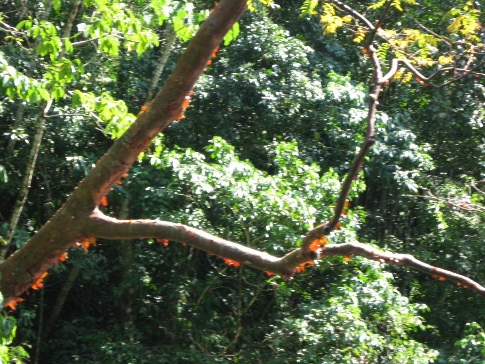 Lokation: Costa Rica | Puntarenas | Sirena | Kategorien: Baum, Datum: 31.01.2010