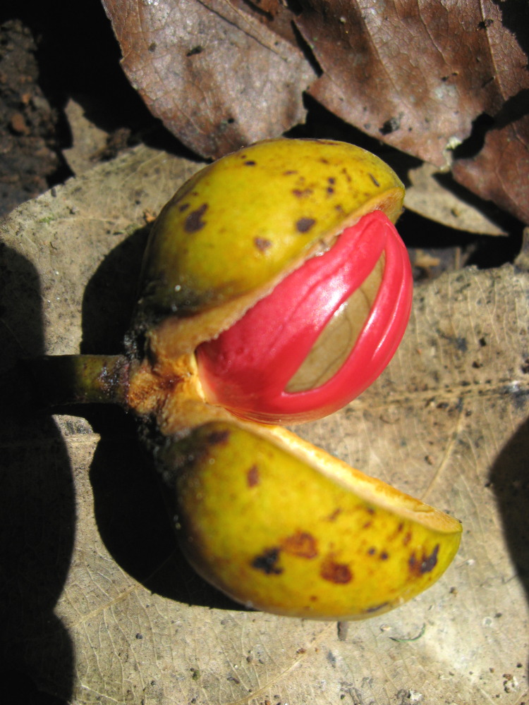 Virola koschnyi, Lokation: Costa Rica | Puntarenas | Sirena | Kategorien: Früchte, Familie: Myristicaceae (Muskatnussgewächse), Datum: 01.02.2010
