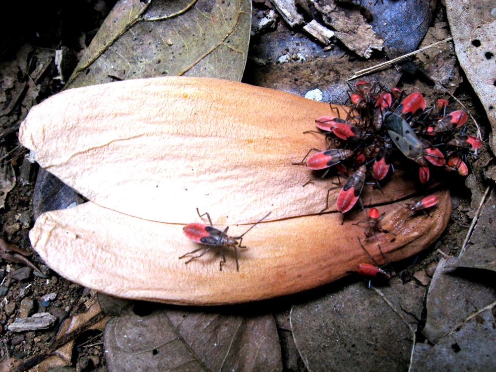 Lokation: Costa Rica | Puntarenas | Sirena | Kategorien: Früchte, Insekten, Datum: 01.02.2010