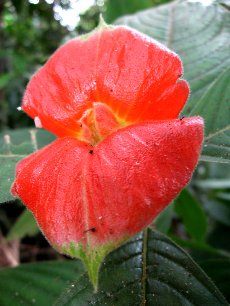 Psychotria poeppigiana, Lokation: Costa Rica | Puntarenas | Sirena | Kategorien: Blüte, Familie: Rubiaceae (Rötegewächse ), Datum: 01.02.2010