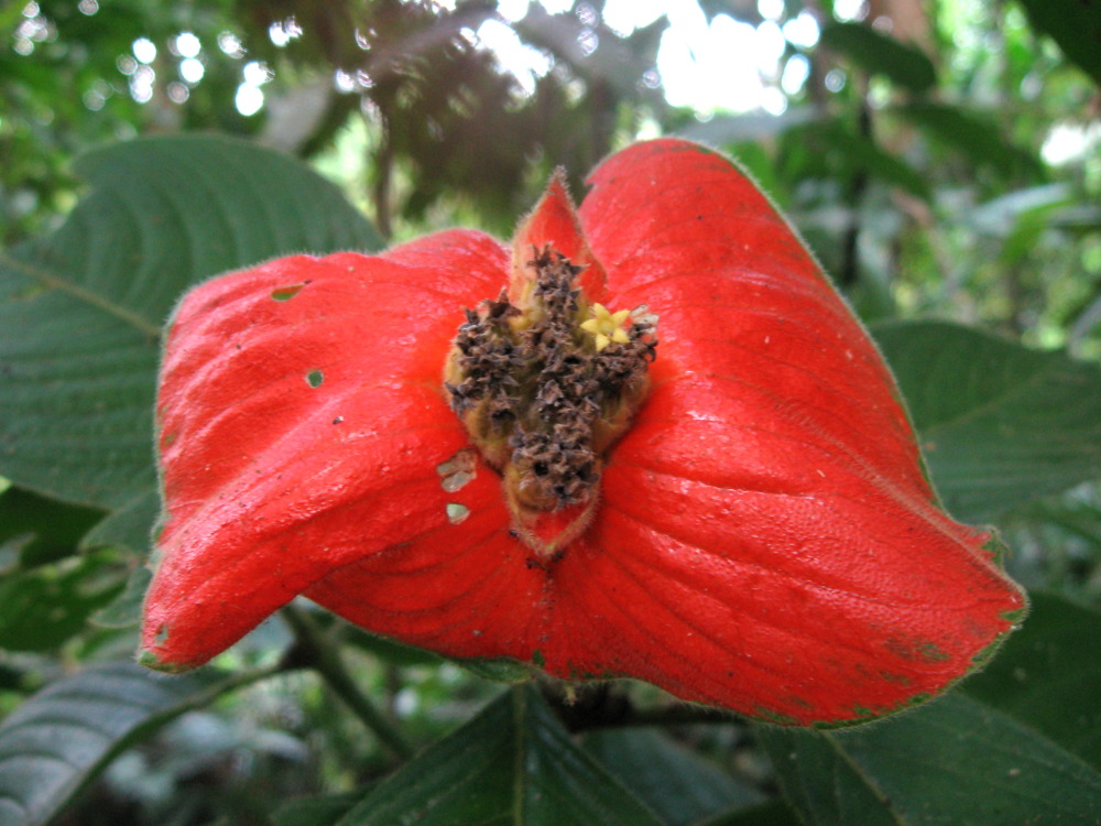 Psychotria poeppigiana, Lokation: Costa Rica | Puntarenas | Sirena | Kategorien: Blüte, Familie: Rubiaceae (Rötegewächse ), Datum: 01.02.2010