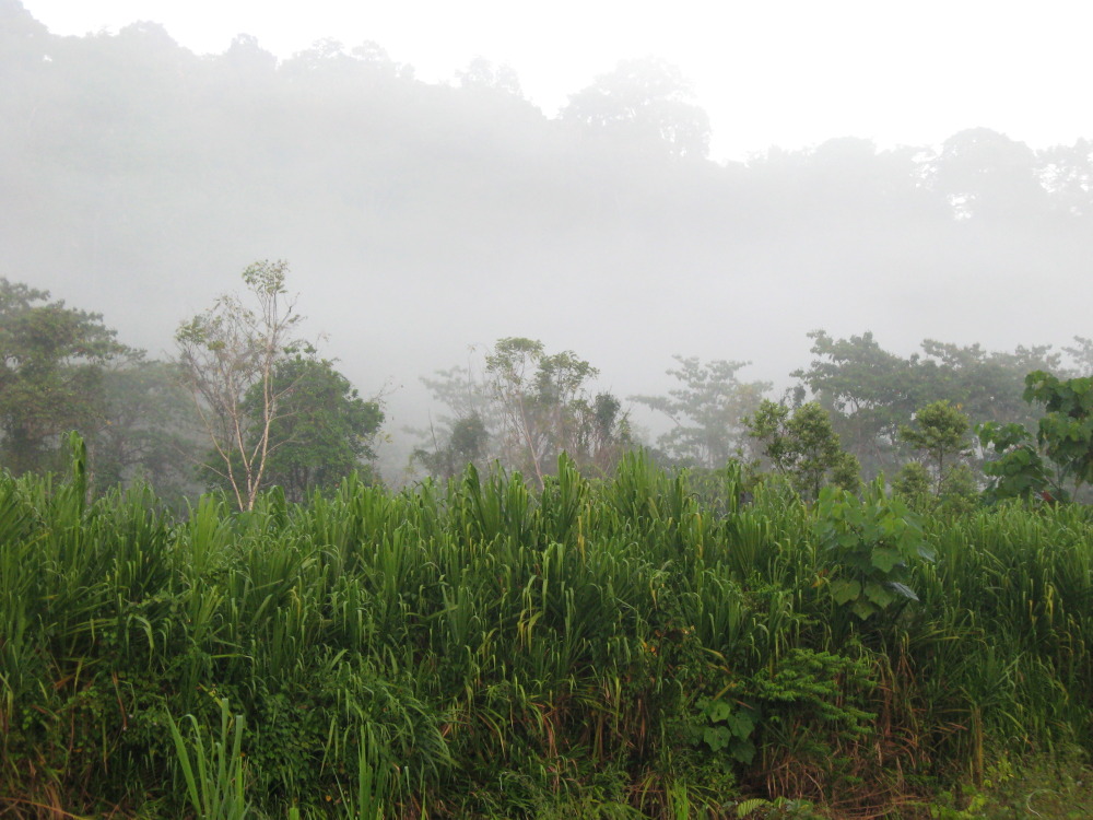 Lokation: Costa Rica | Puntarenas | Sirena | Kategorien: Vegetation, Nebel, Datum: 02.02.2010