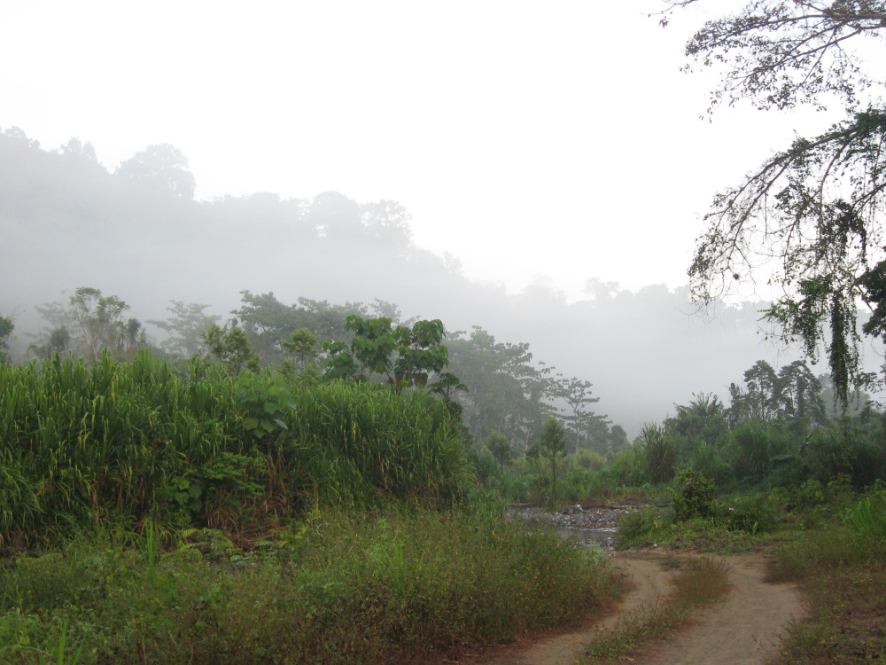 Lokation: Costa Rica | Puntarenas | Sirena | Kategorien: Vegetation, Nebel, Datum: 02.02.2010