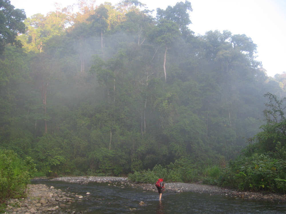 Lokation: Sirena, Puntarenas, Costa Rica, Kategorien: Vegetation, Nebel, Datum: 02.02.2010