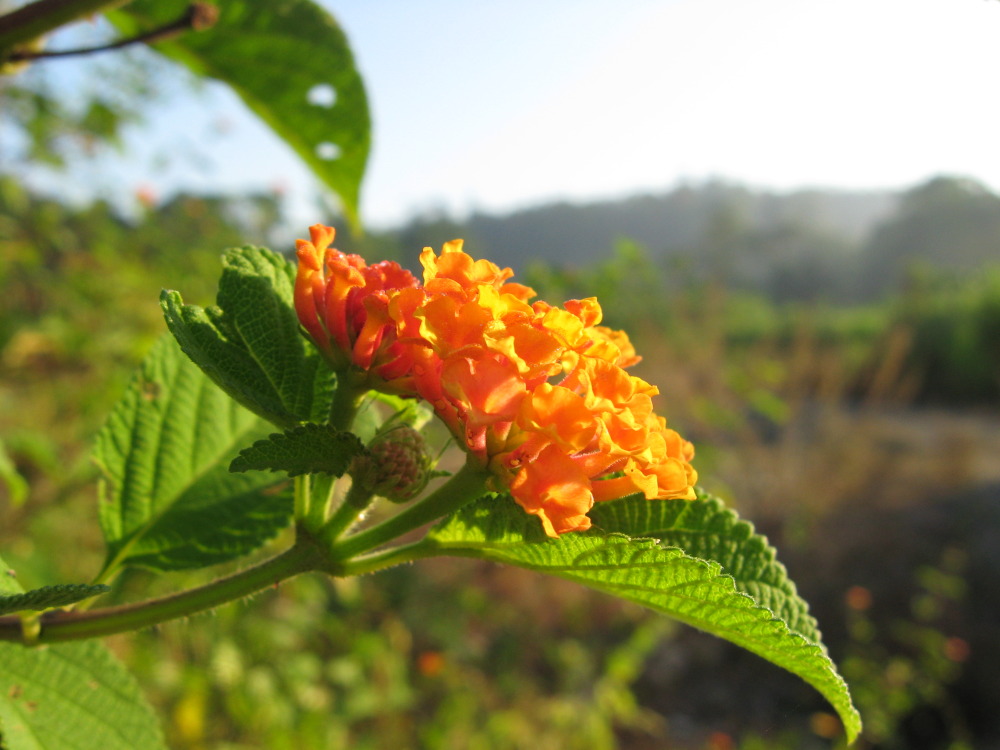 Lantana camara, Lokation: Costa Rica | Puntarenas | Sirena | Kategorien: Blüte, Familie: Verbenaceae (Eisenkrautgewächse ), Datum: 02.02.2010