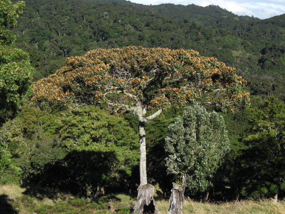 Lokation: Costa Rica | Cartago | Ojo de Agua | Kategorien: Baum, Datum: 03.02.2010