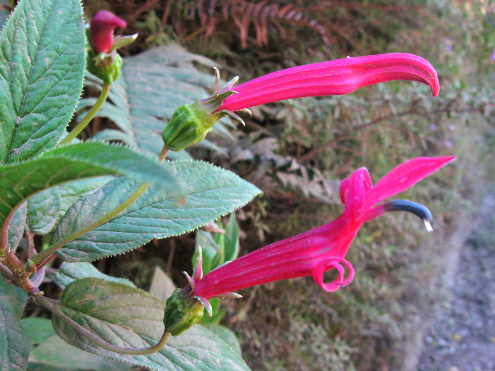 Centropogon talamancensis, Lokation: Costa Rica | Cartago | Ojo de Agua | Kategorien: Blüte, Familie: Campanulaceae (Glockenblumengewächse ), Datum: 03.02.2010
