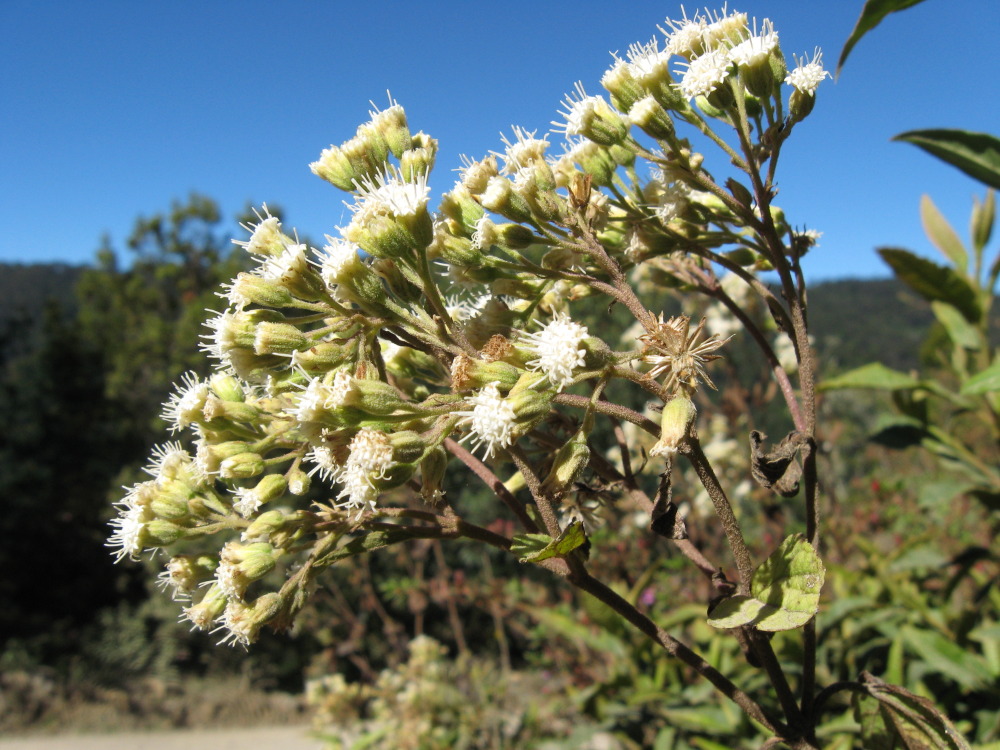 Ageratina subcordata, Lokation: Costa Rica | Cartago | Ojo de Agua | Kategorien: Blüte, Familie: Asteraceae (Korbblütler ), Datum: 03.02.2010