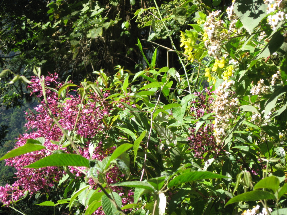 Lokation: Costa Rica | Cartago | Ojo de Agua | Kategorien: Vegetation, Familie: Calceolariaceae (Pantoffelblumegewächse), Datum: 03.02.2010
