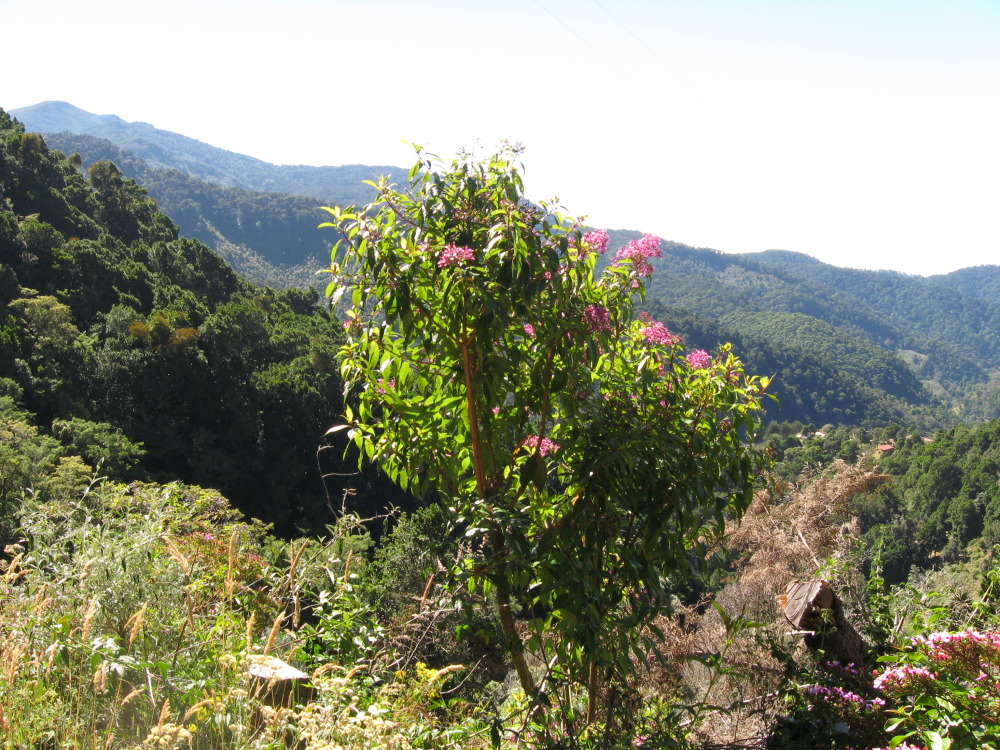 Lokation: Costa Rica | Cartago | Ojo de Agua | Kategorien: Habitus, Berge, Datum: 03.02.2010