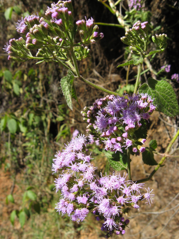 Ageratina subcordata, Lokation: Costa Rica | Cartago | Ojo de Agua | Kategorien: Blüte, Familie: Asteraceae (Korbblütler ), Datum: 03.02.2010