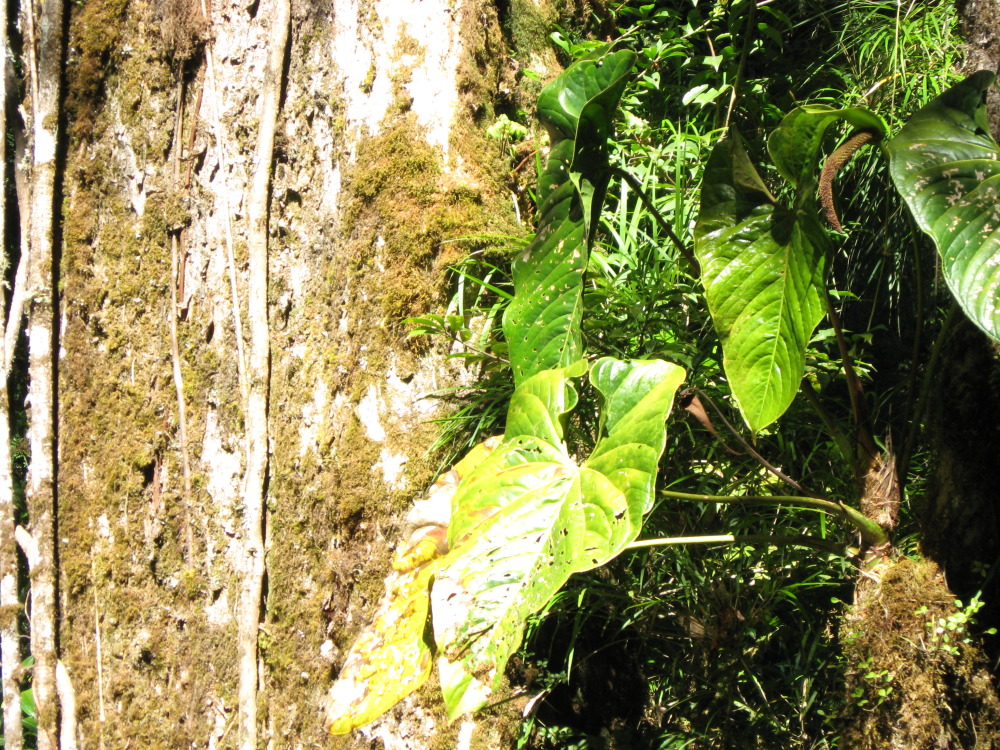 Lokation: Costa Rica | Cartago | Ojo de Agua | Kategorien: Habitus, Datum: 03.02.2010