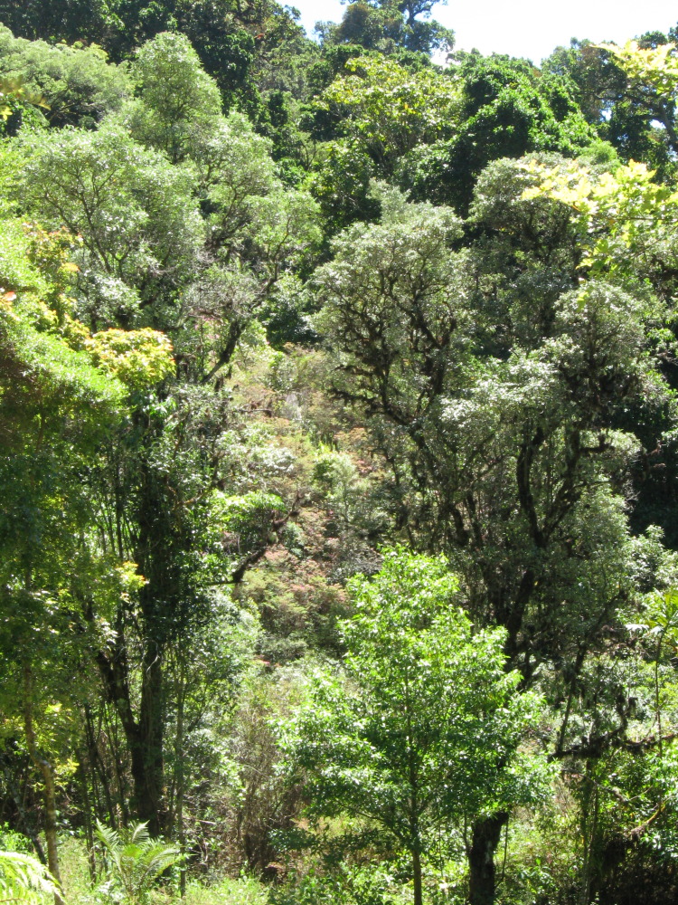 Lokation: Costa Rica | Cartago | Ojo de Agua | Kategorien: Wald, Datum: 03.02.2010