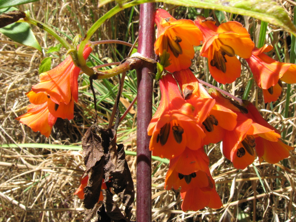Bomarea acutifolia, Lokation: Costa Rica | Cartago | Ojo de Agua | Kategorien: Blüte, Familie: Alstroemeriaceae (Inkaliengewächse), Datum: 03.02.2010