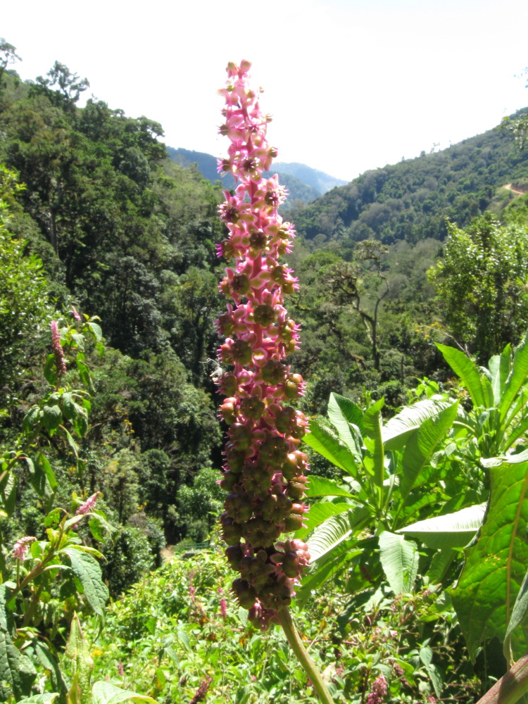 Phytolacca rivinoides (Phytolaccaceae), Lokation: Costa Rica | Cartago | Ojo de Agua | Kategorien: Blüte, Familie: Phytolaccaceae (Kermesbeerengewächse ), Datum: 03.02.2010