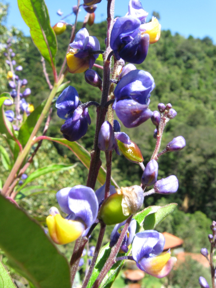 Monnina crepinii, Lokation: Costa Rica | Cartago | Ojo de Agua | Kategorien: Blüte, Familie: Polygalaceae (Kreuzblümchengewächse ), Datum: 03.02.2010