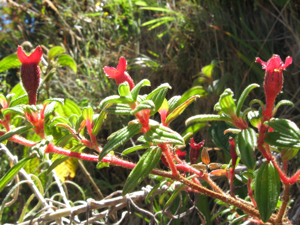 Lokation: Costa Rica | Cartago | Ojo de Agua | Kategorien: Blüte, Datum: 03.02.2010