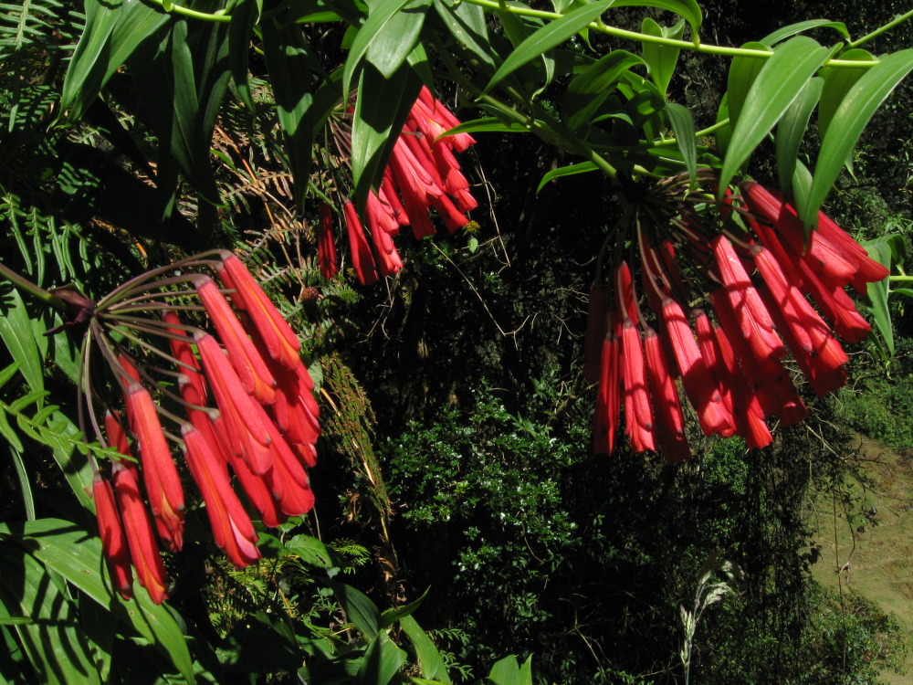 Bomarea costaricensis, Lokation: Costa Rica | Cartago | Ojo de Agua | Kategorien: Habitus, Familie: Alstroemeriaceae (Inkaliengewächse), Datum: 03.02.2010