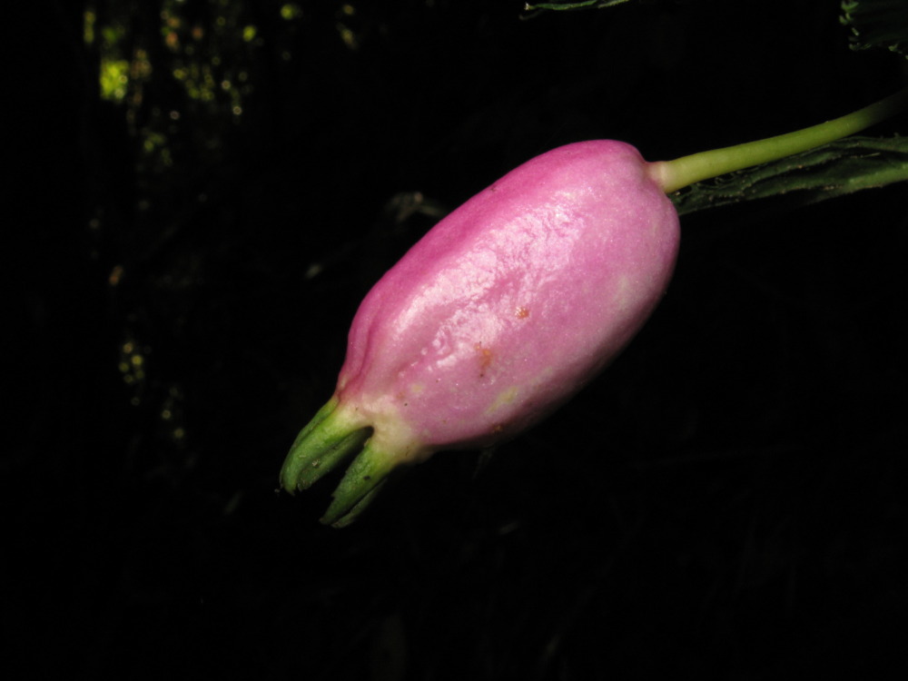 Lokation: Costa Rica | San José | Providencia | Kategorien: Blüte, Datum: 04.02.2010