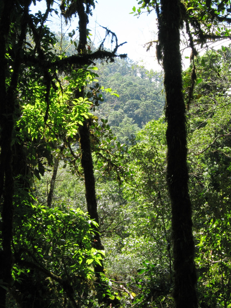 Lokation: Costa Rica | San José | Providencia | Kategorien: Wald, Datum: 04.02.2010