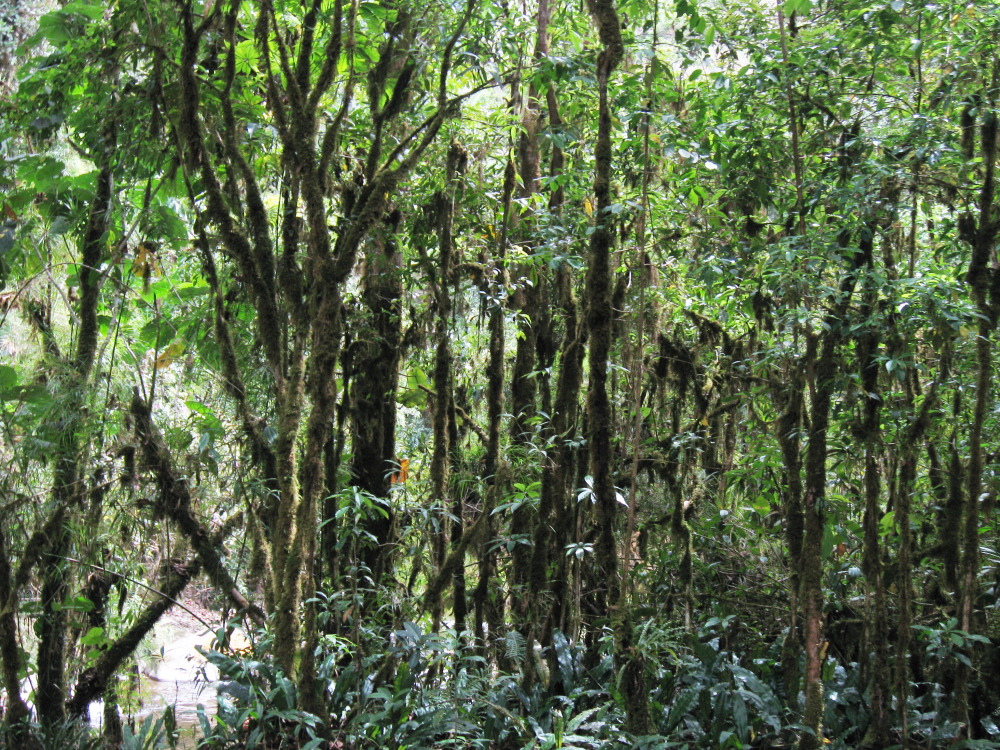 Lokation: Costa Rica | San José | Providencia | Kategorien: Wald, Datum: 04.02.2010