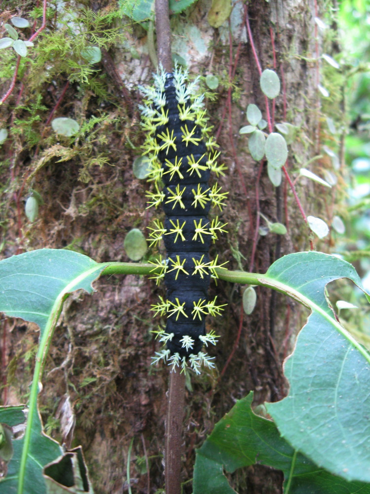Lokation: Costa Rica | San José | Providencia | Kategorien: Schmetterlinge, Datum: 04.02.2010