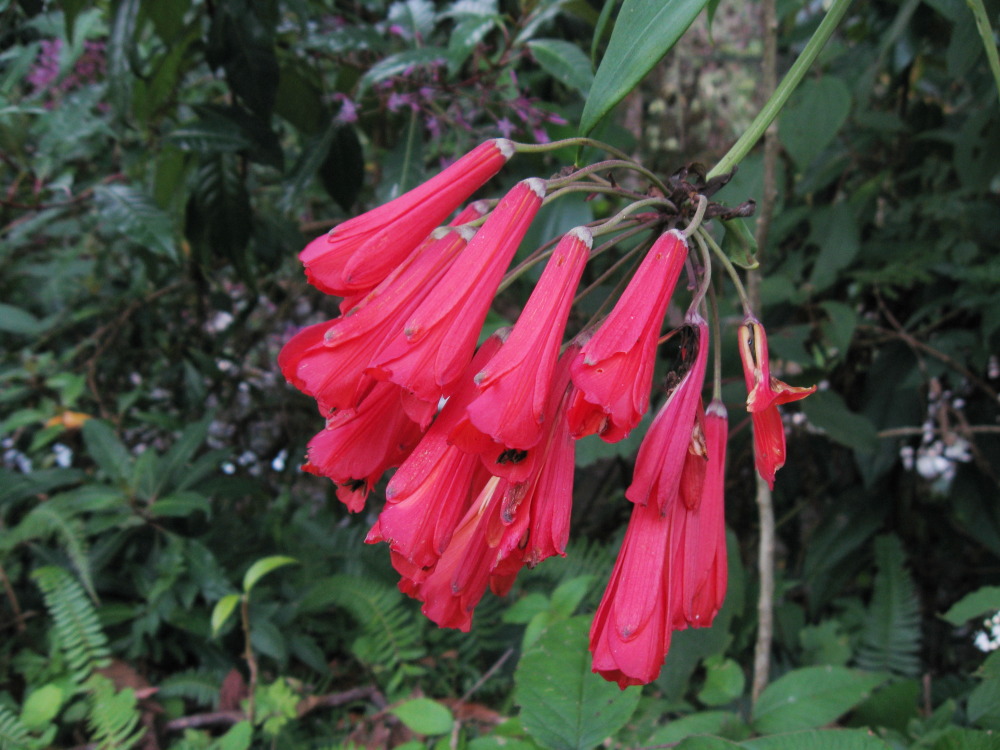 Bomarea costaricensis, Lokation: Costa Rica | San José | Providencia | Kategorien: Blüte, Familie: Alstroemeriaceae (Inkaliengewächse), Datum: 04.02.2010