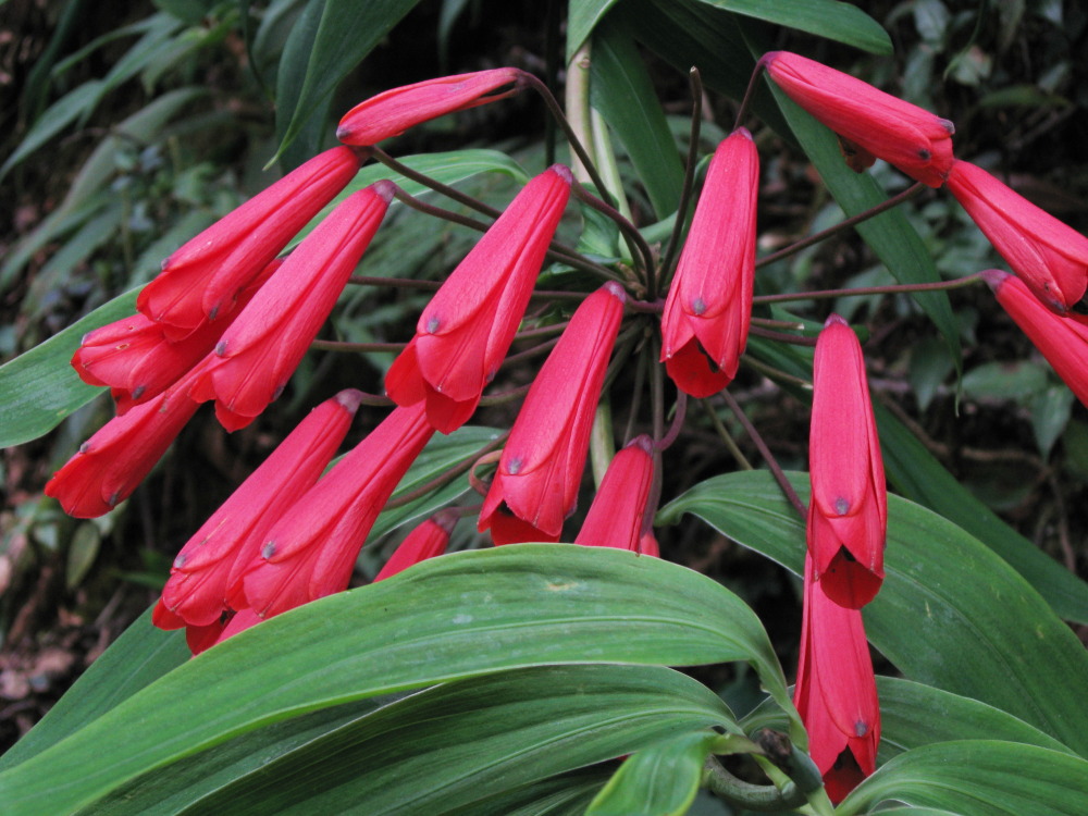Bomarea costaricensis, Lokation: Costa Rica | San José | Providencia | Kategorien: Blüte, Familie: Alstroemeriaceae (Inkaliengewächse), Datum: 04.02.2010
