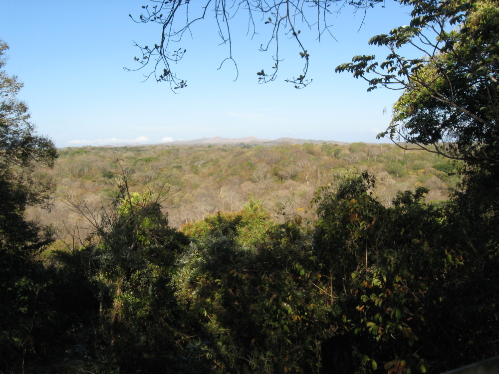 Lokation: Costa Rica | Guanacaste | Santa Rosa | Kategorien: Wald, Datum: 06.02.2010