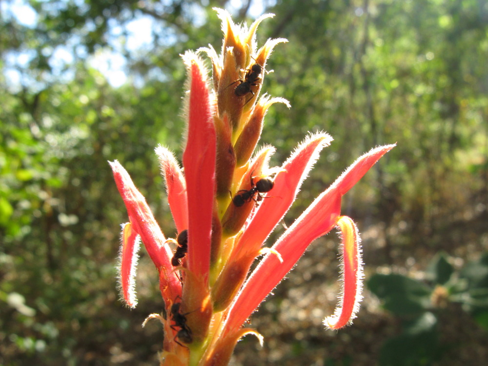 Lokation: Costa Rica | Guanacaste | Santa Rosa | Kategorien: Blüte, Insekten, Datum: 06.02.2010
