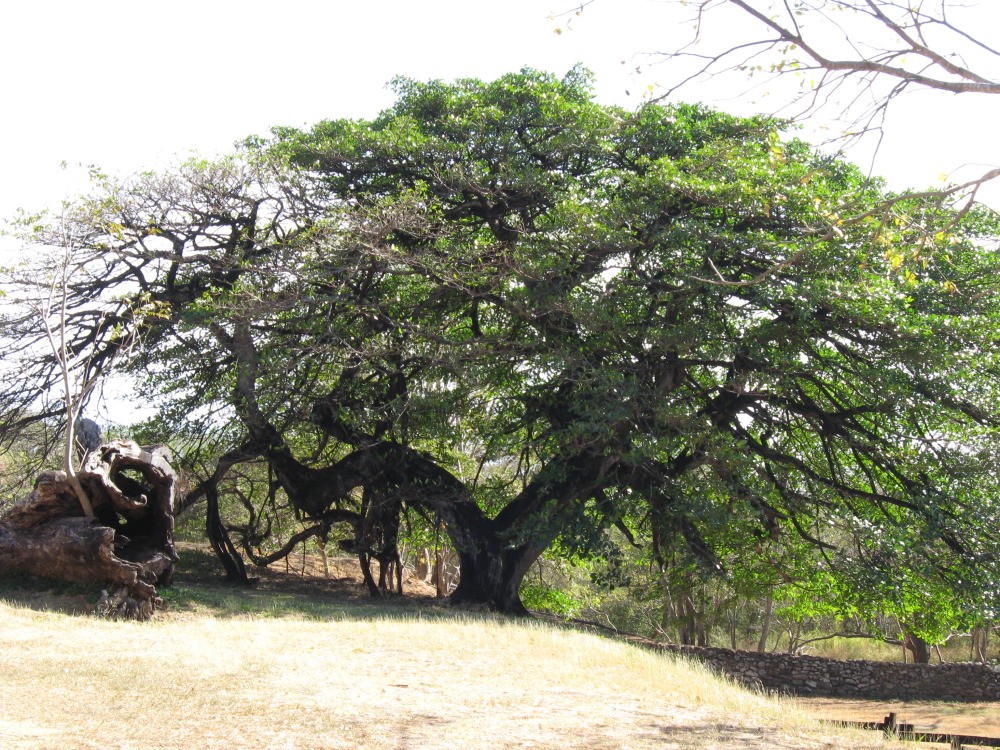 Lokation: Costa Rica | Guanacaste | Santa Rosa | Kategorien: Baum, Datum: 06.02.2010