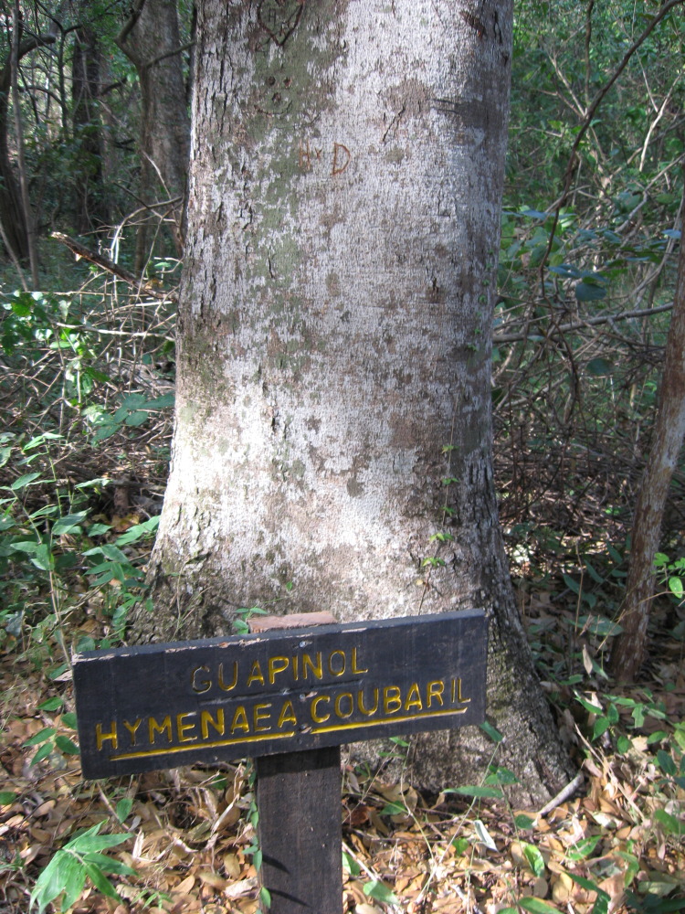 Hymenaea courbaril, Lokation: Costa Rica | Guanacaste | Santa Rosa | Kategorien: Tafel, Baum, Familie: Fabaceae (Schmetterlingsblütler ), Datum: 06.02.2010