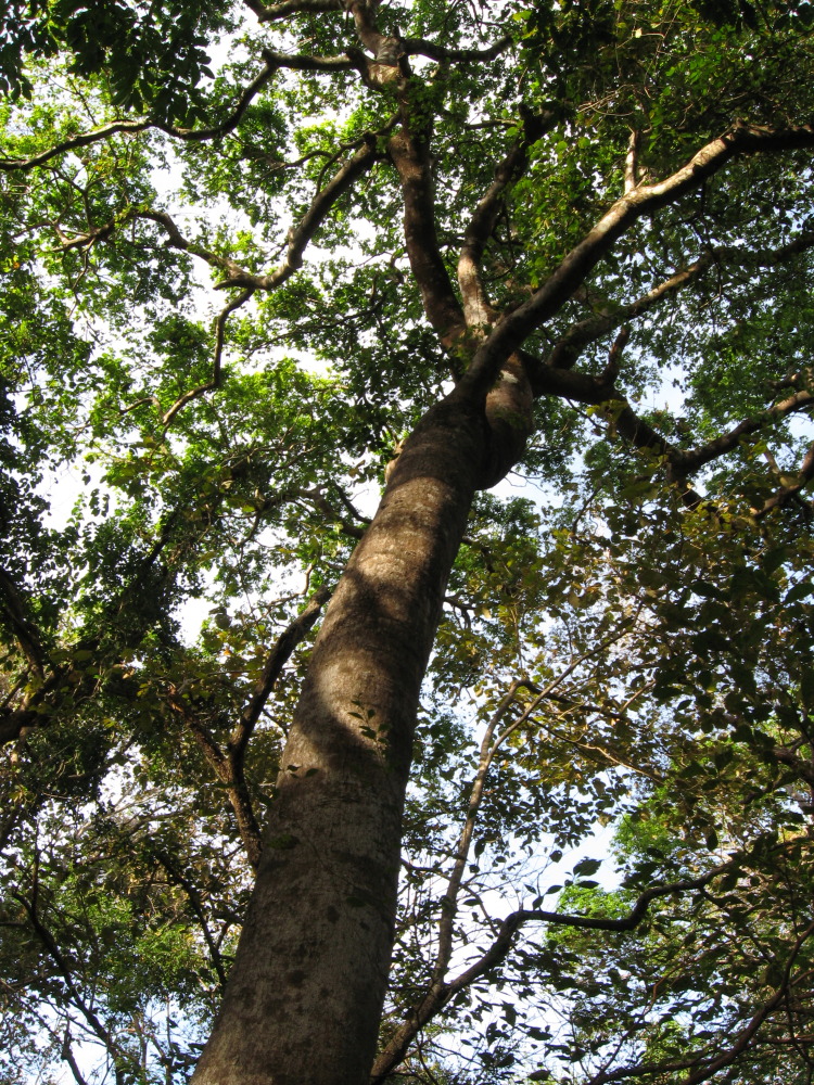 Hymenaea courbaril, Lokation: Costa Rica | Guanacaste | Santa Rosa | Kategorien: Baum, Familie: Fabaceae (Schmetterlingsblütler ), Datum: 06.02.2010
