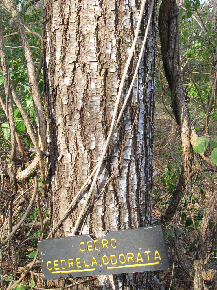 Cedrela odorata, Lokation: Costa Rica | Guanacaste | Santa Rosa | Kategorien: Baum, Familie: Meliaceae (Mahagonigewächse), Datum: 06.02.2010