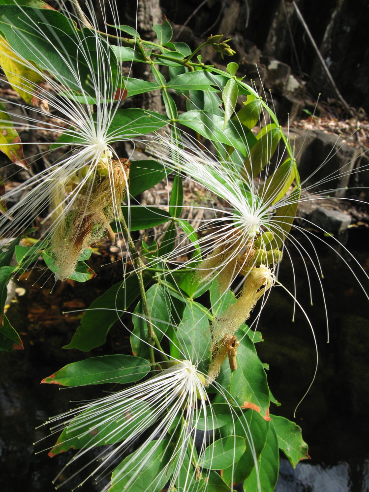 Inga vera, Lokation: Costa Rica | Guanacaste | Guanacaste | Kategorien: Blüte, Familie: Fabaceae (Schmetterlingsblütler ), Datum: 08.02.2010