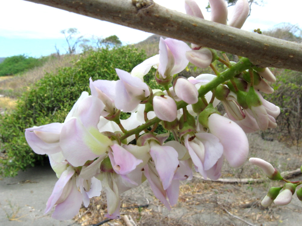 Gliricidia sepium, Lokation: Costa Rica | Guanacaste | Guanacaste | Kategorien: Blüte, Familie: Fabaceae (Schmetterlingsblütler ), Datum: 08.02.2010