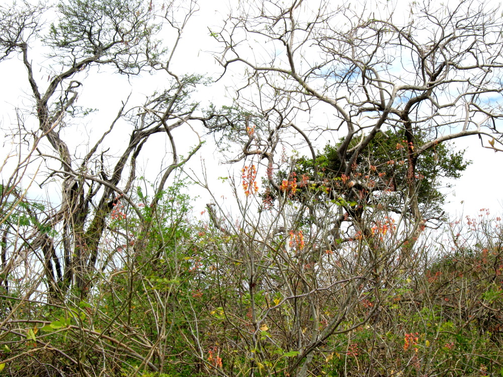 Lokation: Costa Rica | Guanacaste | Guanacaste | Kategorien: Vegetation, Datum: 08.02.2010