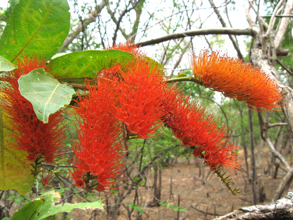 Combretum farinosum, Lokation: Costa Rica | Guanacaste | Guanacaste | Kategorien: Blüte, Familie: Combretaceae (Flügelsamengewächse), Datum: 08.02.2010