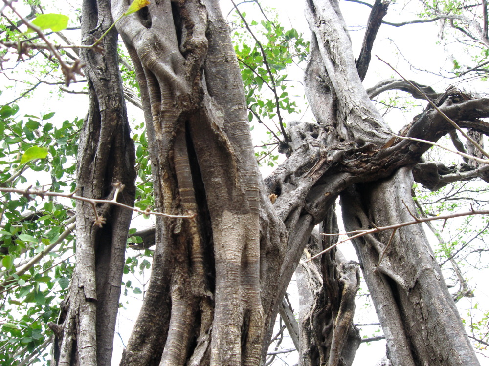 Lokation: Costa Rica | Guanacaste | Guanacaste | Kategorien: Baum, Datum: 08.02.2010
