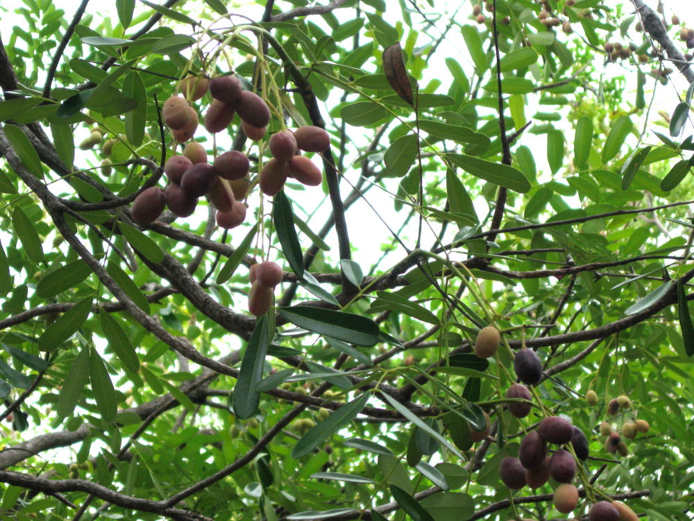 Lokation: Costa Rica | Guanacaste | Guanacaste | Kategorien: Früchte, Datum: 08.02.2010