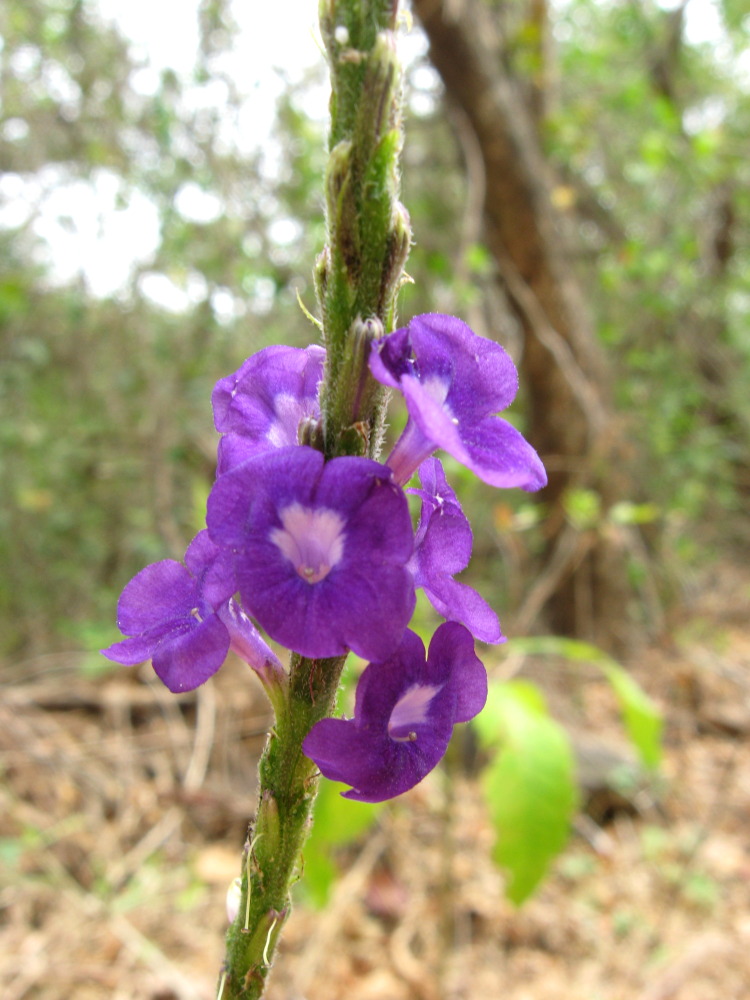 Stachytarpheta frantzii, Lokation: Costa Rica | Guanacaste | Santa Rosa | Kategorien: Familie: Verbenaceae (Eisenkrautgewächse ), Datum: 09.02.2010